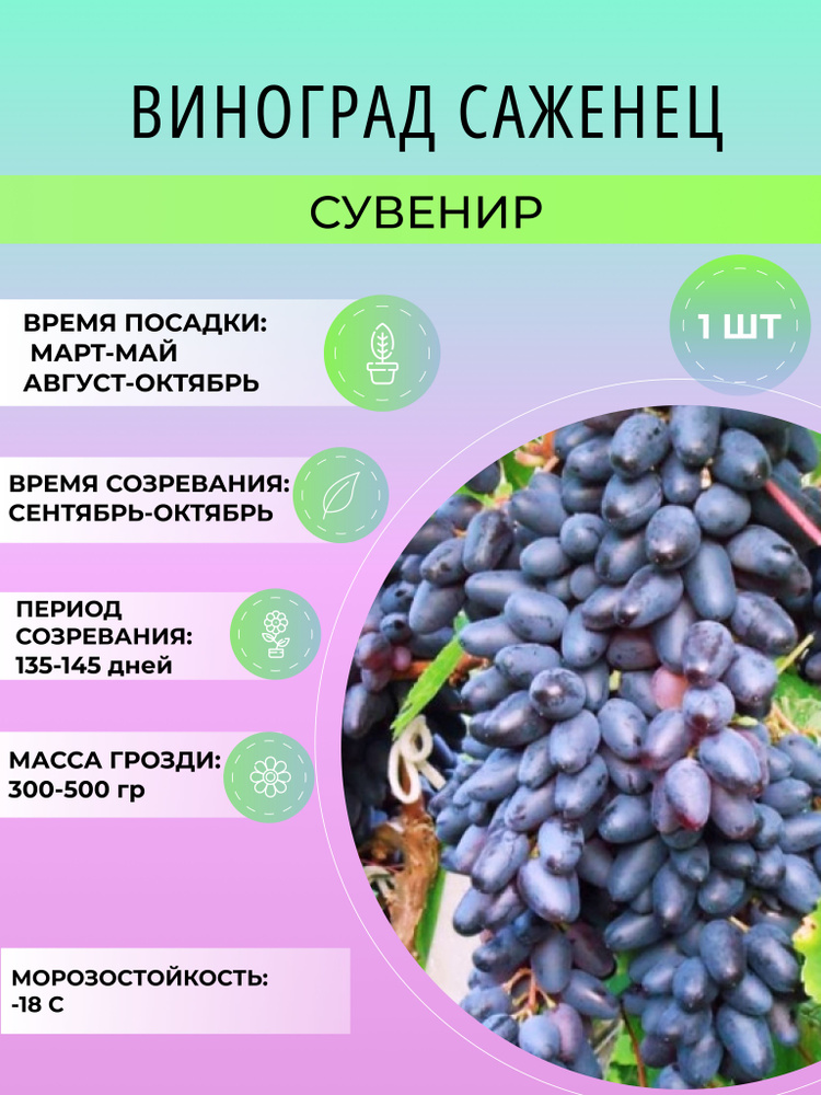 Саженец винограда Сувенир, киш миш, красный, синий, зеленый, многолетние ягодные кустарники  #1