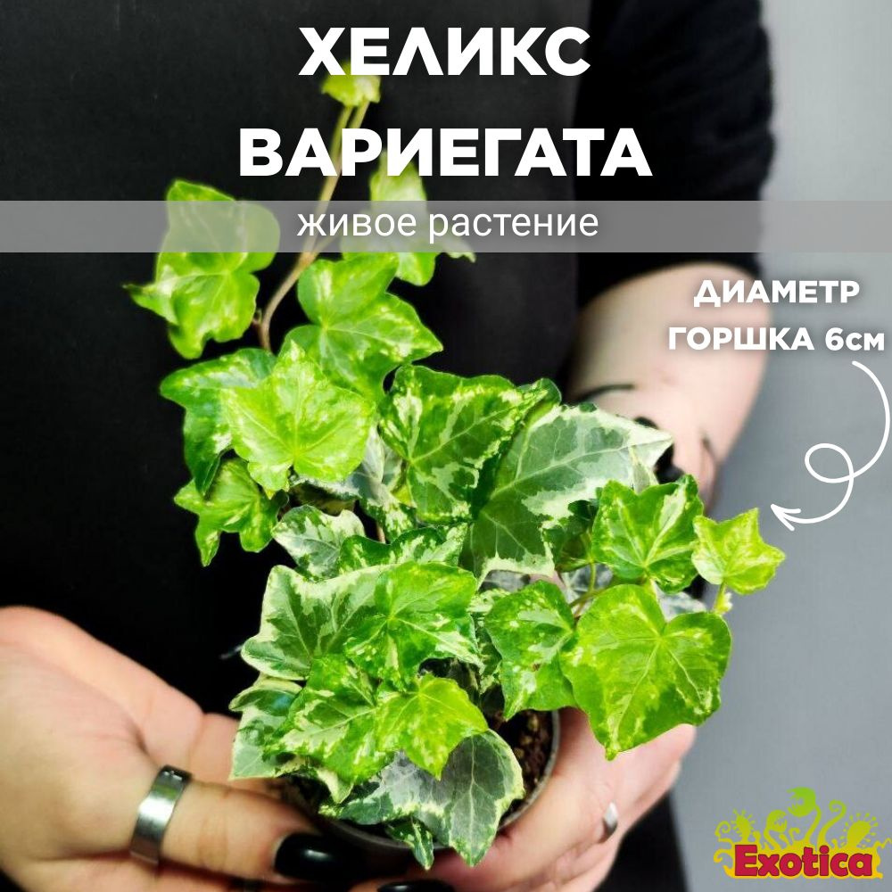 Хеликс Вариегата Мэджик, Плющ Растение (Hedera Helix Variegata Magic) D6см  #1