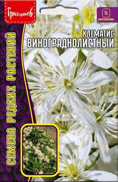 Клематис Винограднолистный, семена многолетней лианы, 7 шт семян  #1