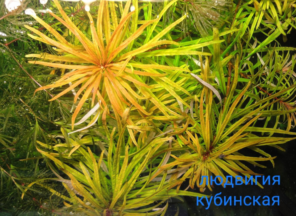 Людвигия куба(Ludwigia cuba),Живое растение для аквариума #1