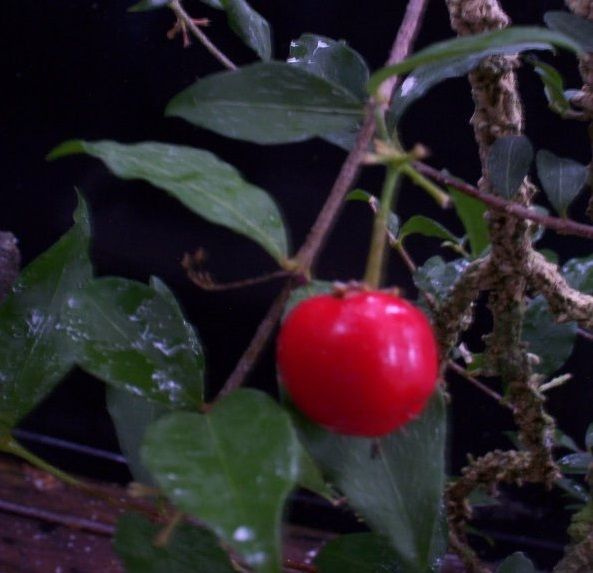 Мальпигия гранатолистная карликовая - Malpighia punicifolia Nana (саженец ЗКС - контейнер 0,7 л) / клубни, #1