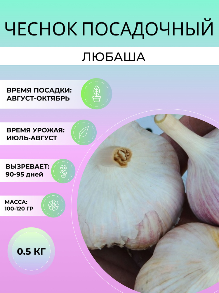 Чеснок Любаша посадочный озимый 0.5 кг #1