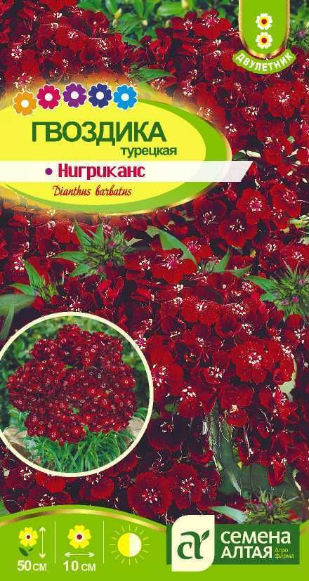 Гвоздика Турецкая Ниграканс черн-красн. 0,1гр /двулетник  #1