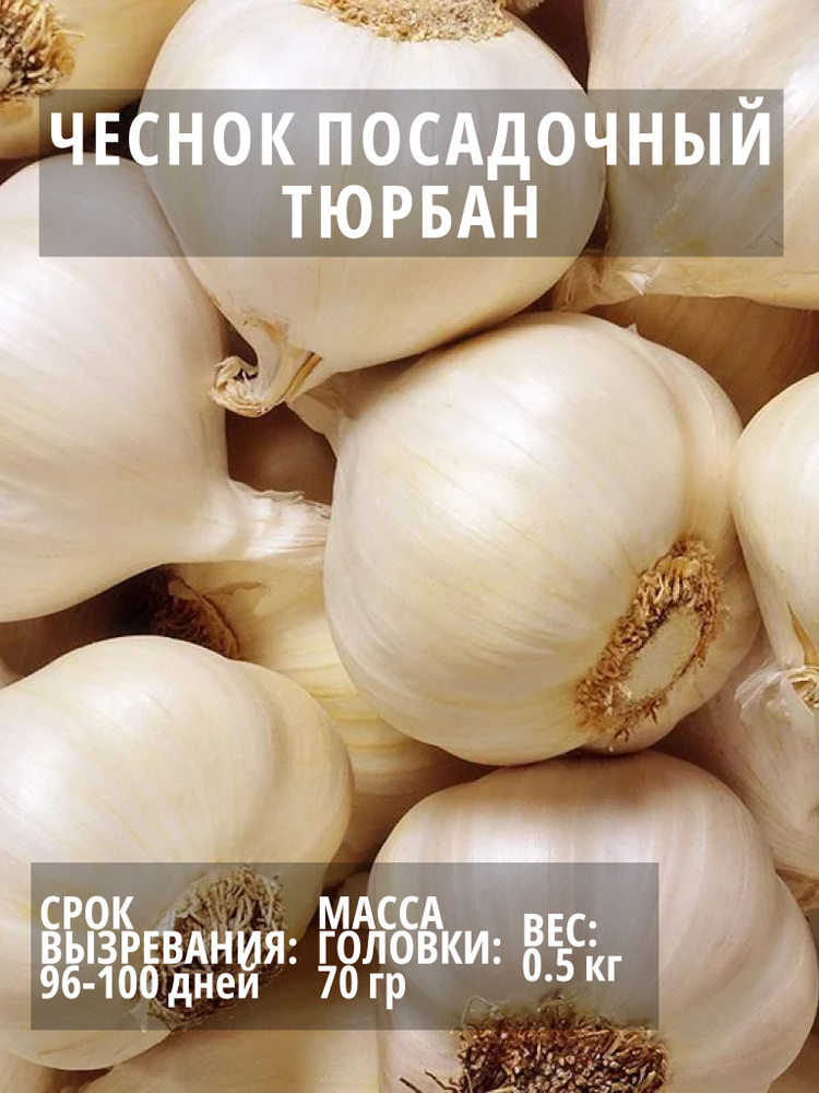 Чеснок Тюрбан посадочный озимый 0.5 кг #1