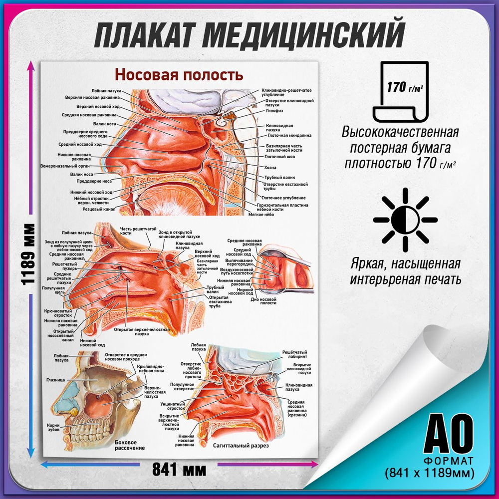 Информационный медицинский плакат "Носовая полость", А-0 / Обучающий медицинский постер 84x119 см.  #1