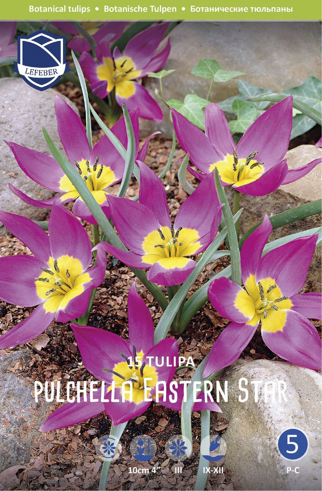 Тюльпан пульчелла Истерн Стар (Tulipa pulchela Eastern Star), 15 шт #1