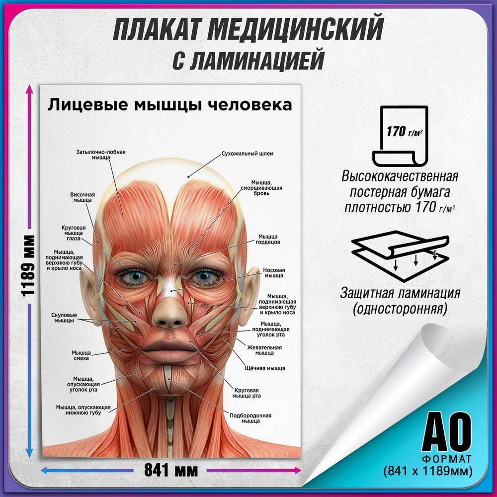 Информационный медицинский плакат "Лицевые мышцы" / ламинированный / А-0 (84x119 см.)  #1