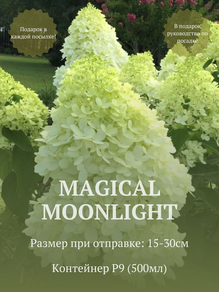 Гортензия метельчатая Мэджикал мунлайт (Magical Moonlight) в стакане p9  #1