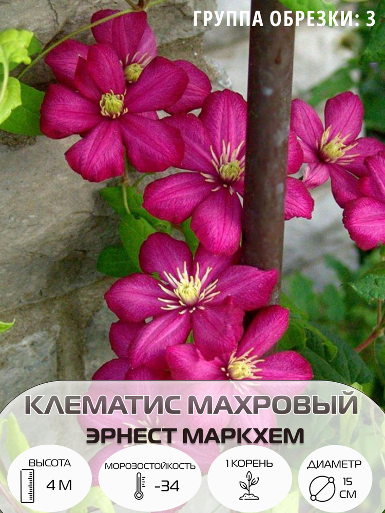 Клематис махровый крупноцветковый , многолетние цветы, саженец 1 шт  #1