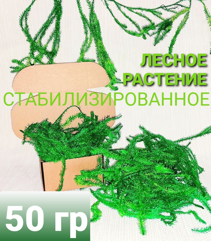 Стабилизированное лесное растение 50 гр Зеленого цвета #1