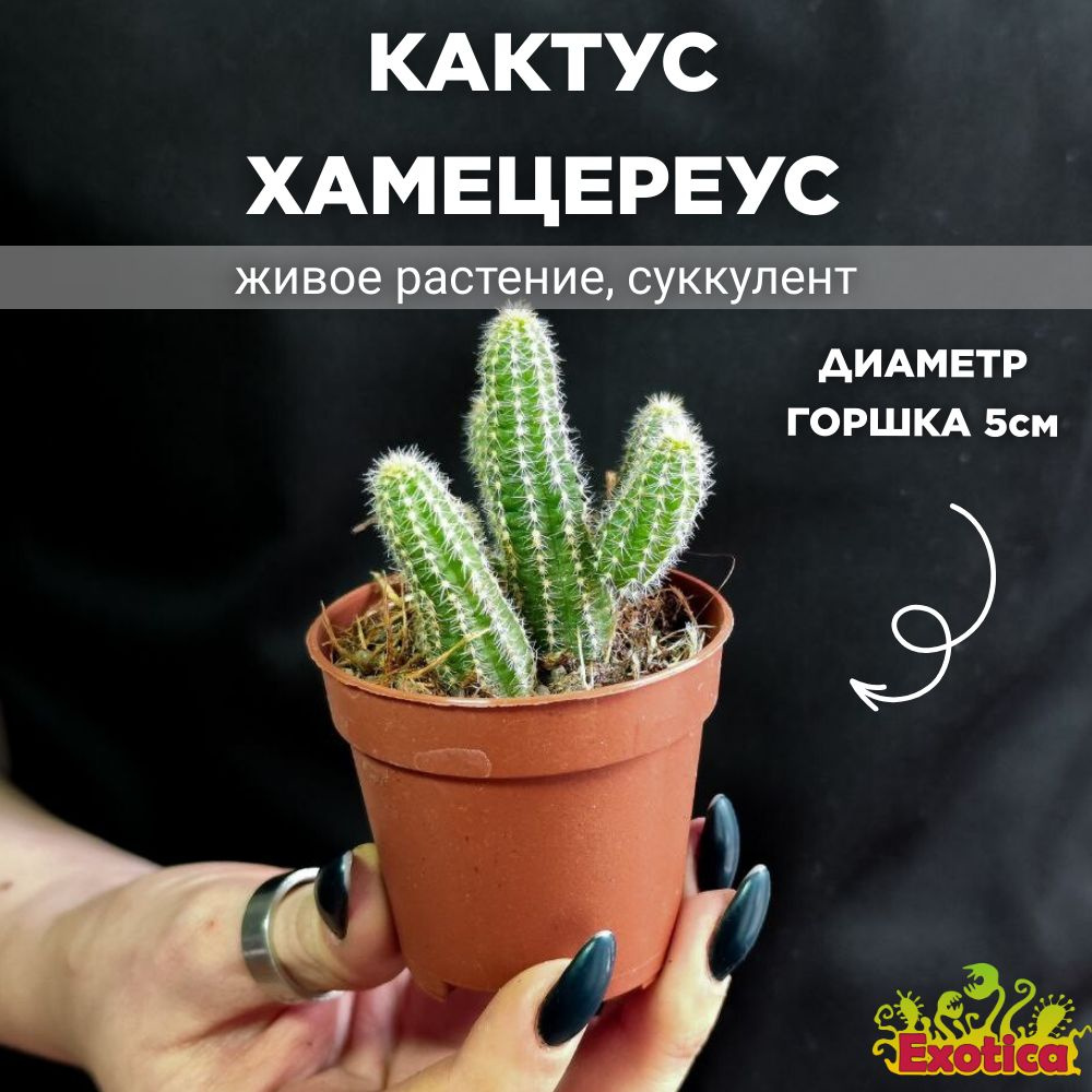 Кактус Хамецереус Сильвестра (Chamaecereus Silvestrii) D5см #1