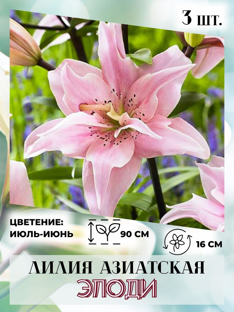 Лилия азиатская, луковицы 3 шт., многолетние цветы #1