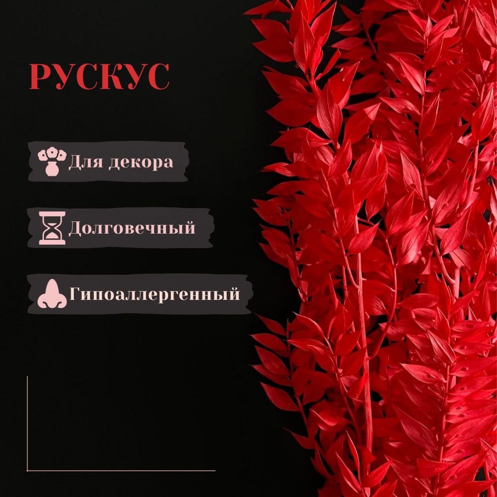 Сухоцветы Рускус, 55 см, 125 гр, 5 шт #1