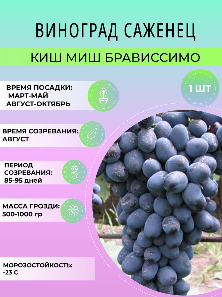 Саженец винограда киш миш, красный, синий, зеленый, многолетние ягодные кустарники  #1