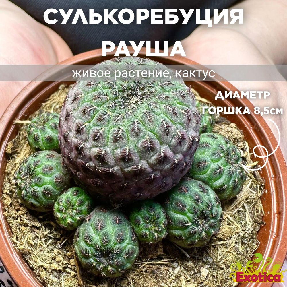 Сулькоребуция Рауша Фиолетовая (Sulcorebutia Rauschii Violet) D8,5см #1