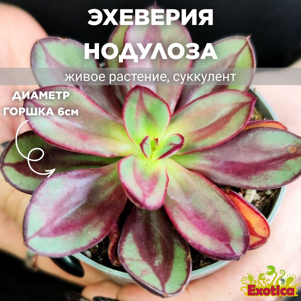 Эхеверия Нодулоза Маруба (Echeveria Nodulosa Maruba Benitsukasa) D6см #1