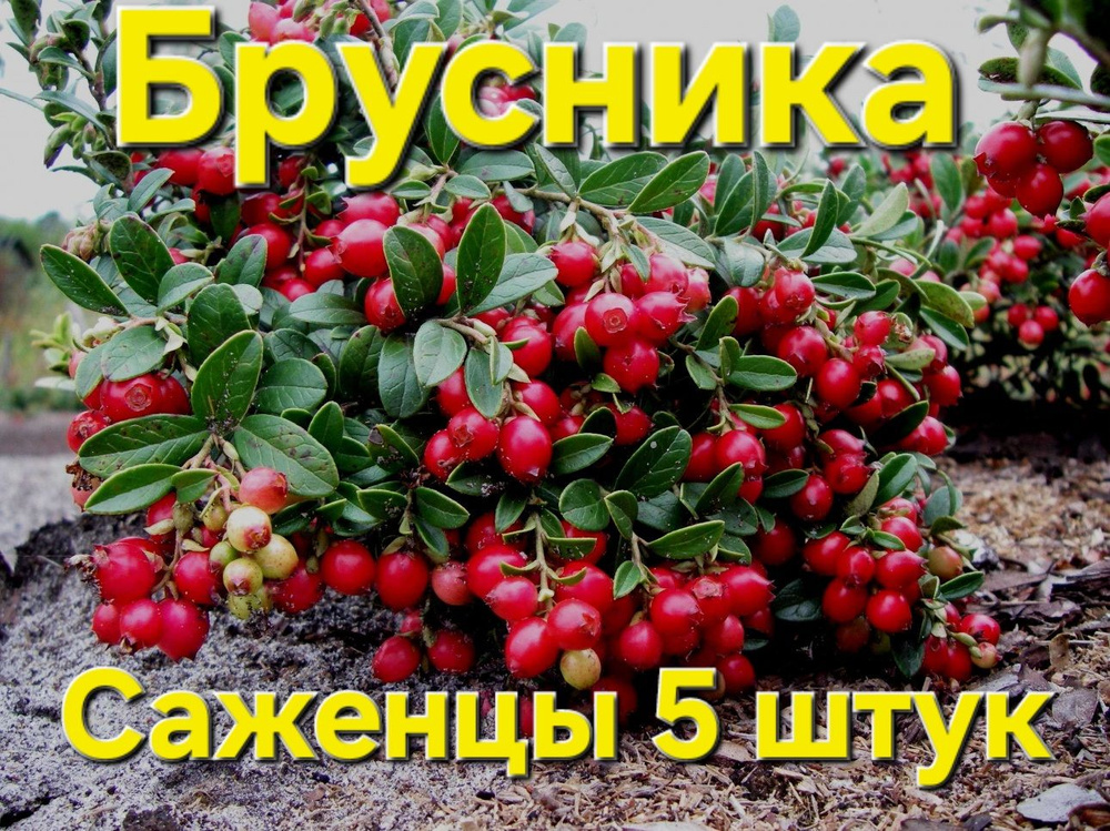 Брусника//саженцы(пучки) 5 шт #1