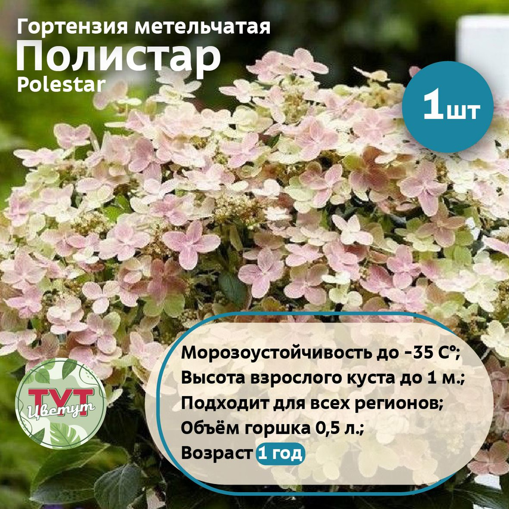 Гортензия метельчатая Полистар (Polestar) саженец, объём 0,5 л, 1 год, 1 шт  #1