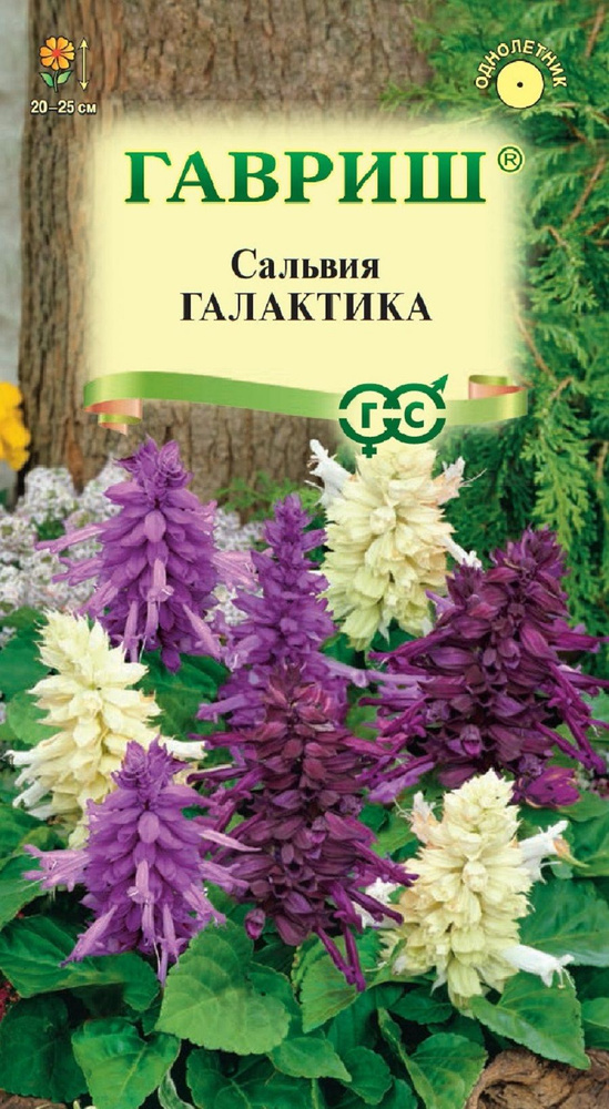 Сальвия сверкающая (Шалфей) Галактика, карликовая, смесь 6 семян/ Гавриш  #1