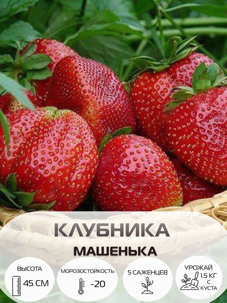 Клубника Машенька, саженцы многолетние ягодных кустарников, крупноплодные и ремонтантные сорта  #1