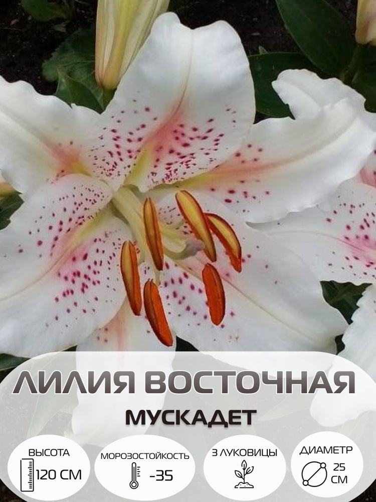 Луковицы лилии восточной Мускадет, многолетние цветы #1