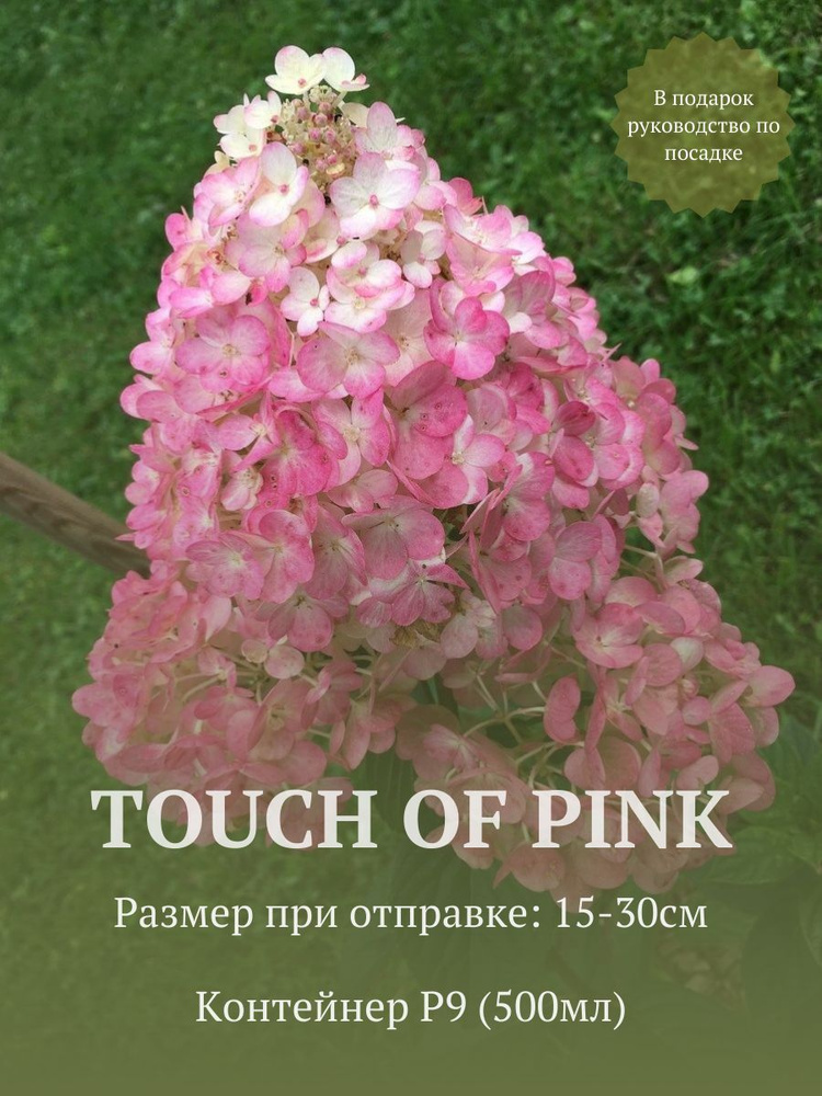 Гортензия метельчатая Тач оф Пинк (Touch of Pink) в стакане p9 #1