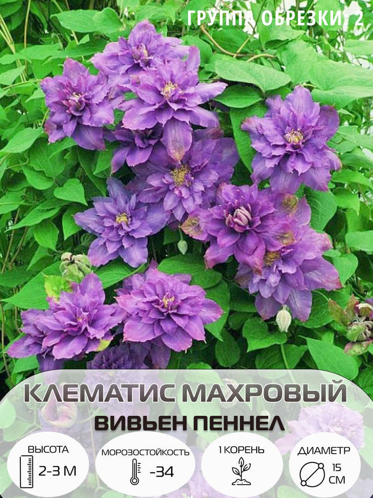 Клематис махровый крупноцветковый , многолетние цветы, саженец 1 шт  #1