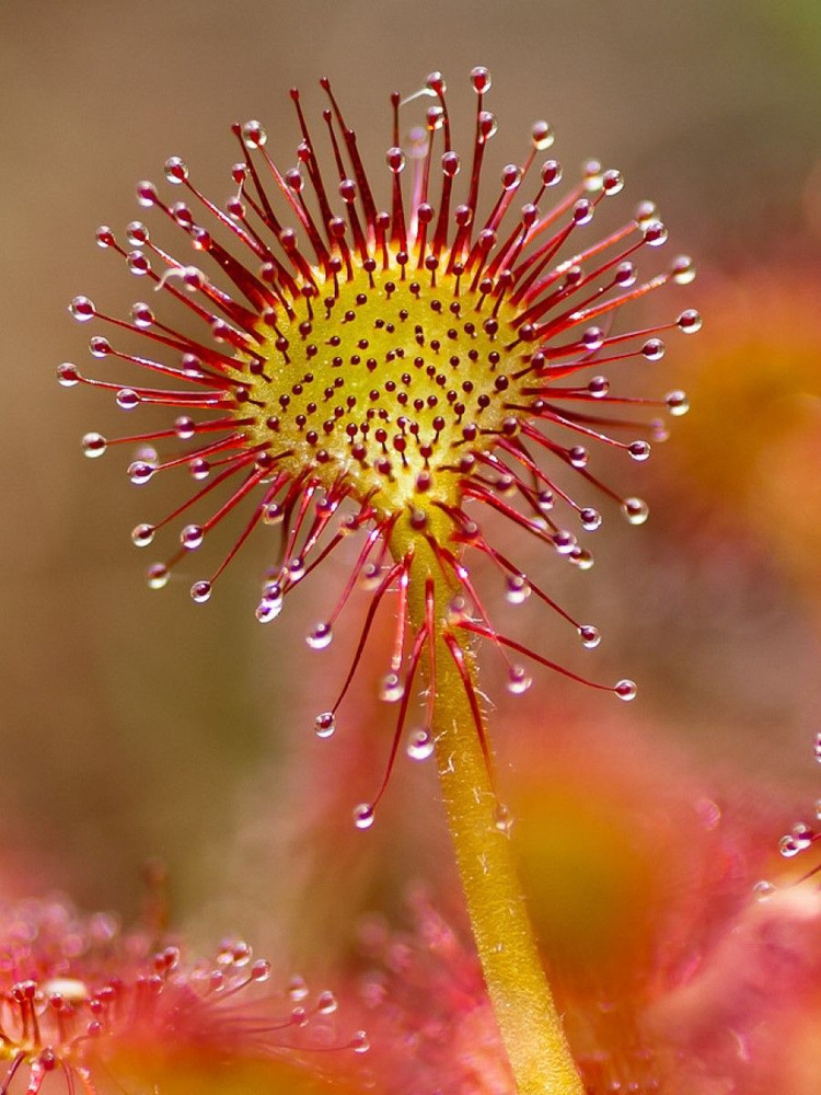 Семена Росянка круглолистная (Drosera rotundifolia), 10 штук #1