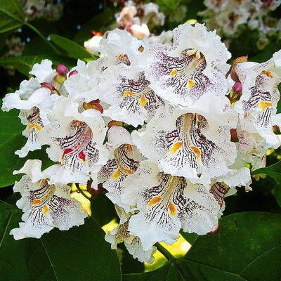 Катальпа Прекрасная - Орхидейное дерево (лат. Catalpa Speciosa) СЕМЕНА 25шт + подарочек  #1