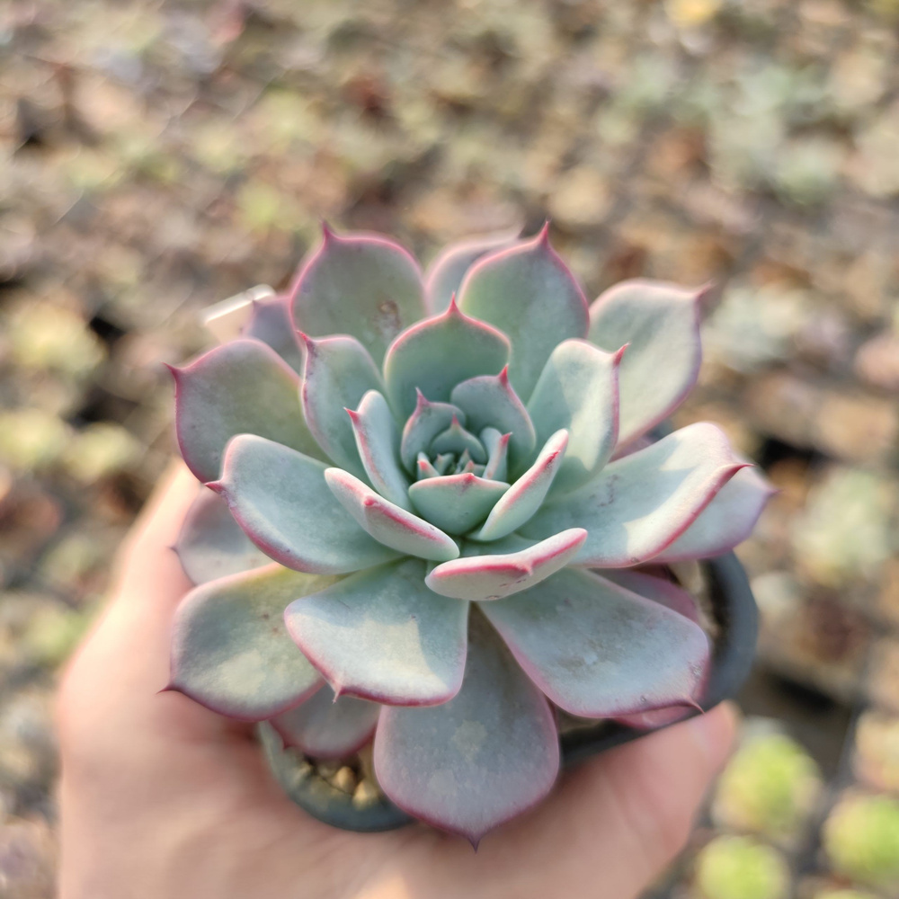 Эхеверия Джуст (лат. Echeveria Joost) D5см #1