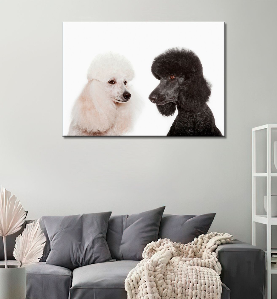Картина на холсте для интерьера Черный пудель и белый пудель, животные, собака (7) 40х60  #1
