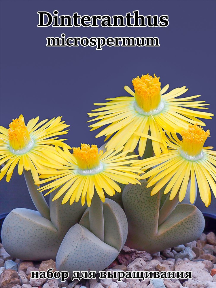Суккулент Dinteranthus microspermum набор для выращивания (семена, грунт, горшочек, инструкция по посеву). #1