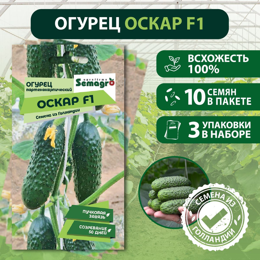 Семена огурцов партенокарпик Оскар F1 SEMINIS, 3 пакета, (10 семян в одном пакете), Голландия  #1