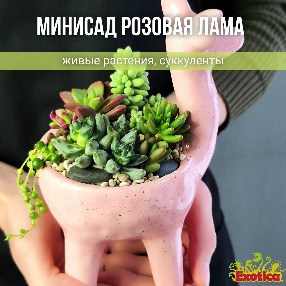 Минисад "Розовая Лама" с суккулентами #1