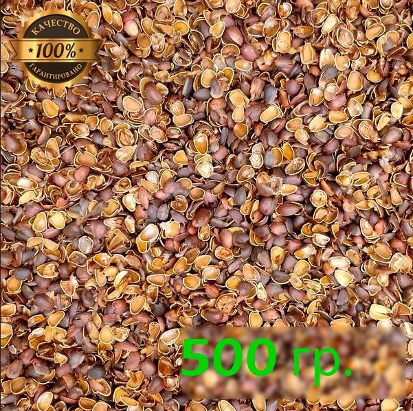 Скорлупа кедрового ореха 500гр. - купить с доставкой по выгодным ценам ...