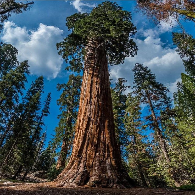 Секвойядендрон Гигантский (Sequoiadendron giganteum) Семена 20 шт. #1