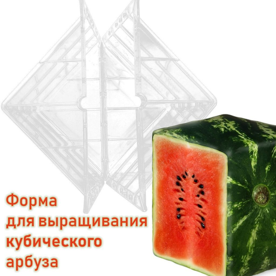 Куба арбуз. Квадратный арбуз. Шайба снюс каста. Cuba watermelon снюс. Куба арбуз.