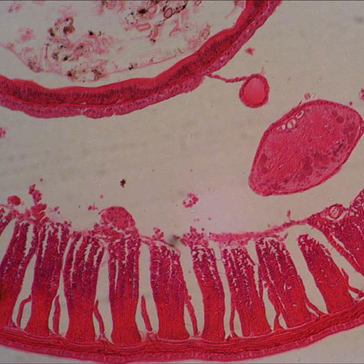 Дождевой червь (поперечный срез) под микроскопом
