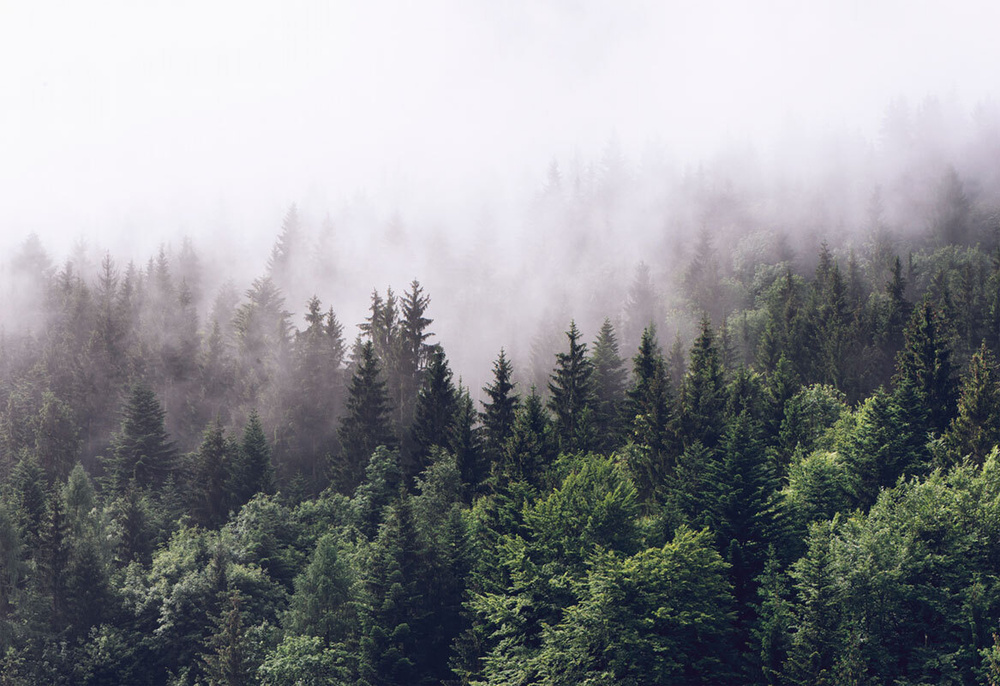Фотообои флизелиновые на стену 3д GrandPik 2082 "Горный лес в тумане" (ШхВ), 350х240 см  #1