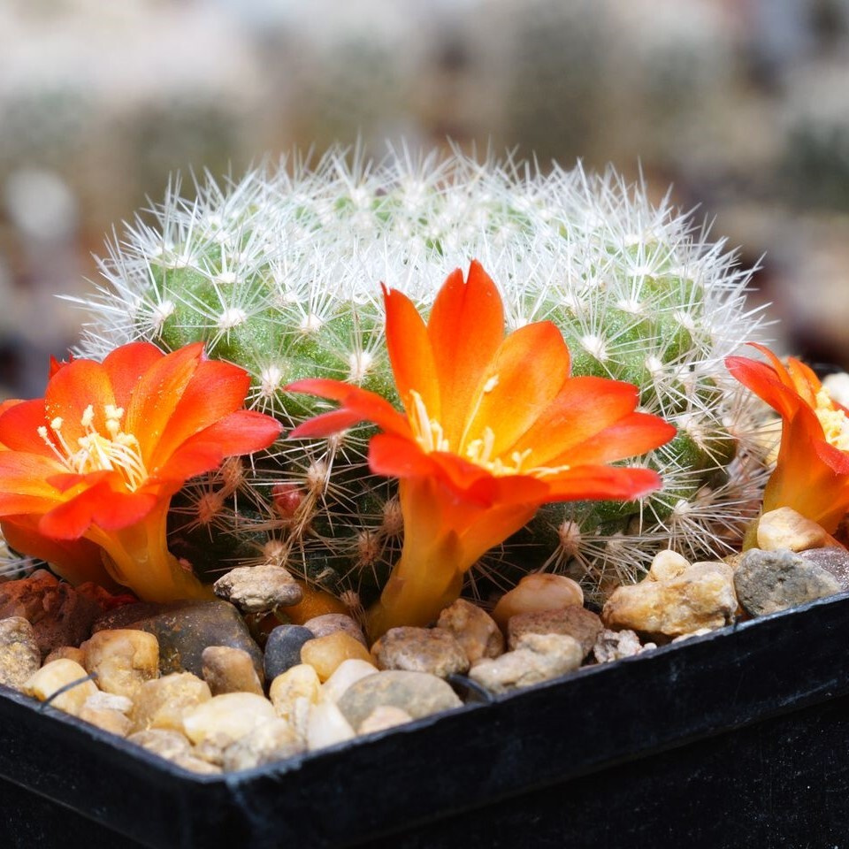 Суккулент Кактус Rebutia xanthocarpa VG-105 семена (10 ШТ) #1