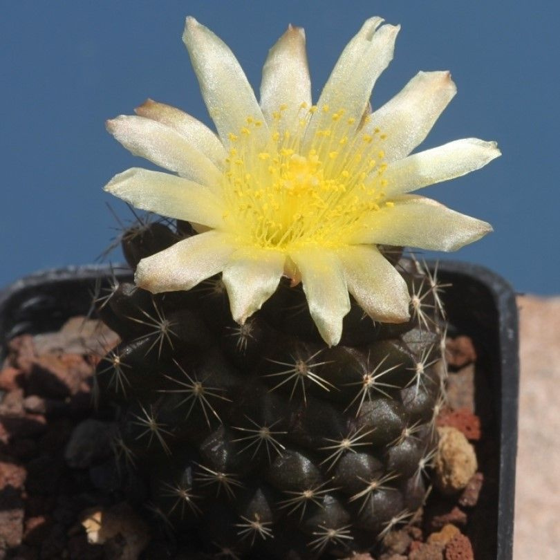 Суккулент Кактус Copiapoa humilis KH-1058 семена (10 ШТ) #1