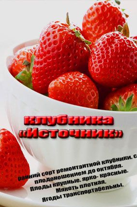 Клубника Источник семена #1