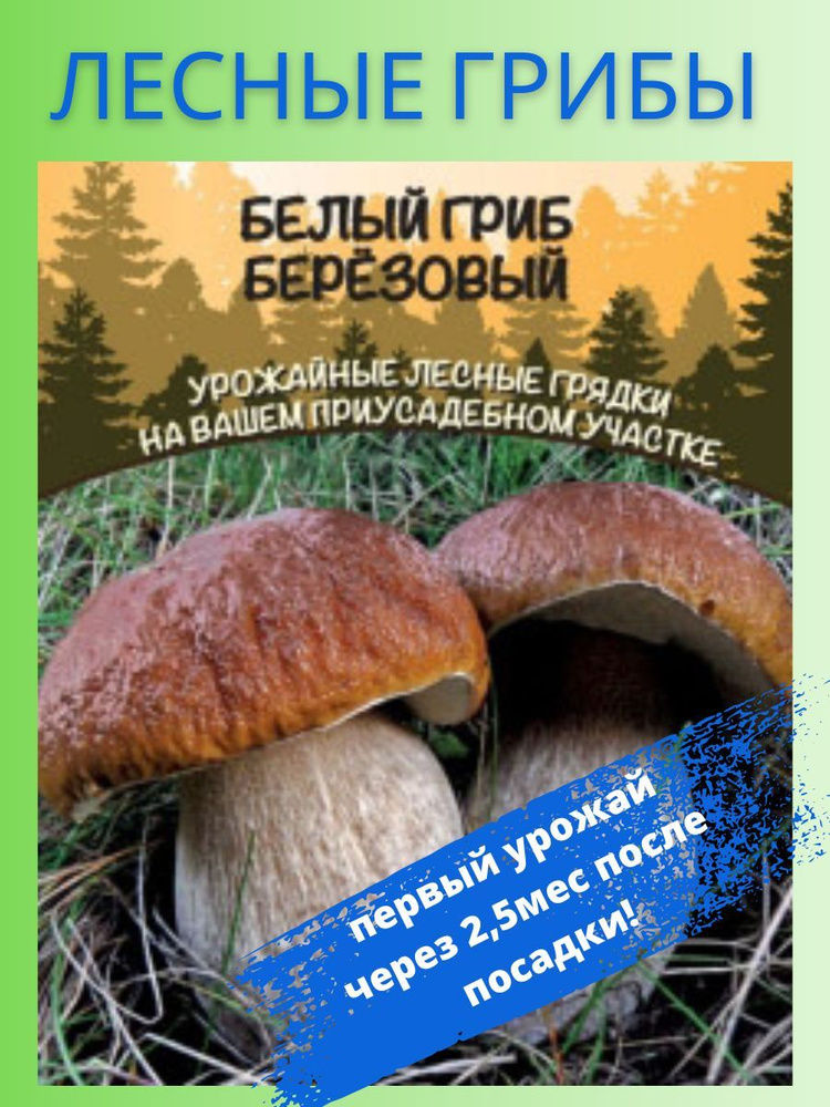 Белый Гриб Березовый, 1 пакет, зерновой мицелий 30 мл, Уральский Дачник  #1