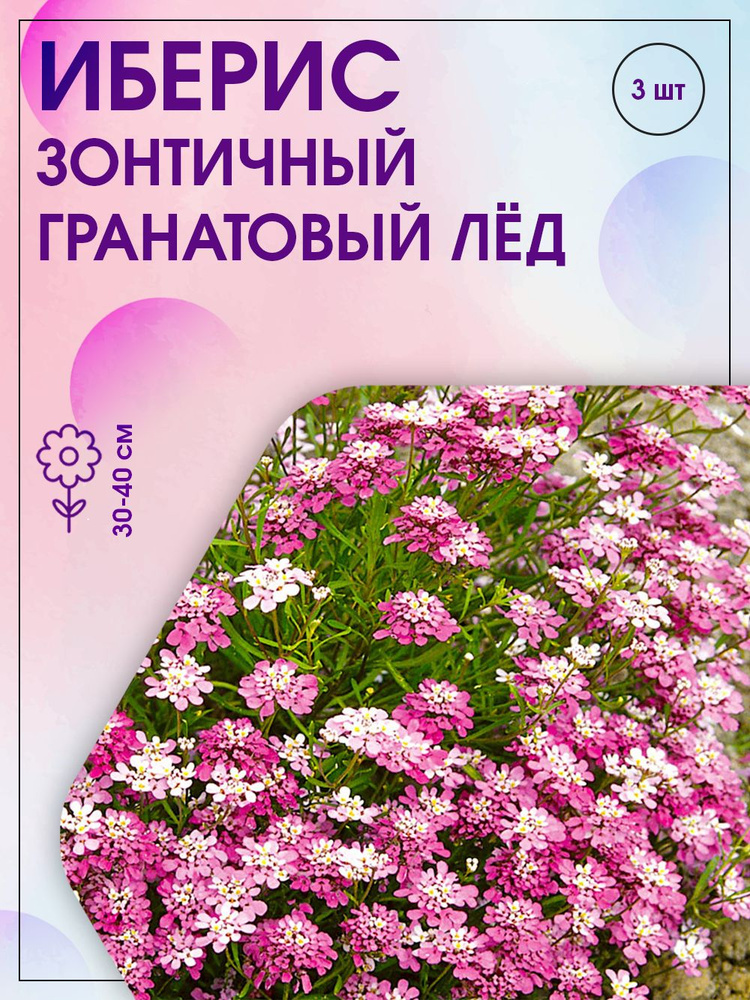 Агрохолдинг Поиск,Иберис зонтичный Гранатовый лед, Набор из 3-х упаковок семян.  #1