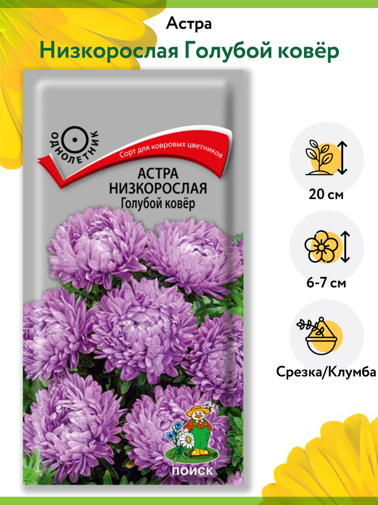 Астра Низкорослая Голубой ковер (1 упаковка - 0,2 г). Семена однолетних цветов для сада, клумбы, срезки, #1