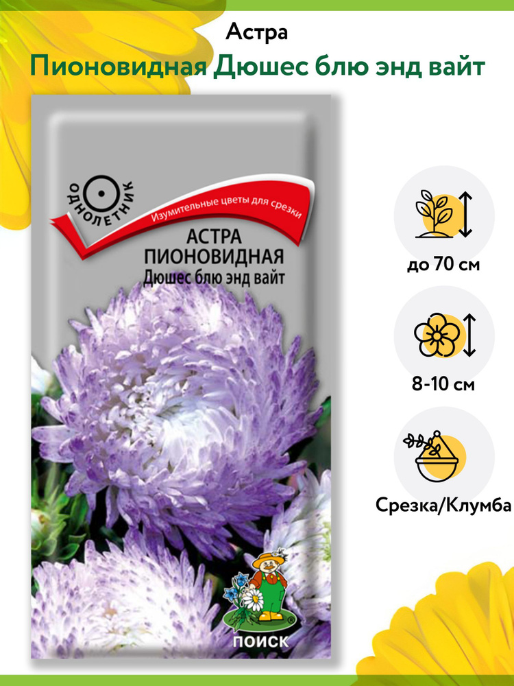 Астра Пионовидная Дюшес блю энд вайт (1 упаковка - 0,3 г). Семена однолетних цветов для сада, клумбы, #1