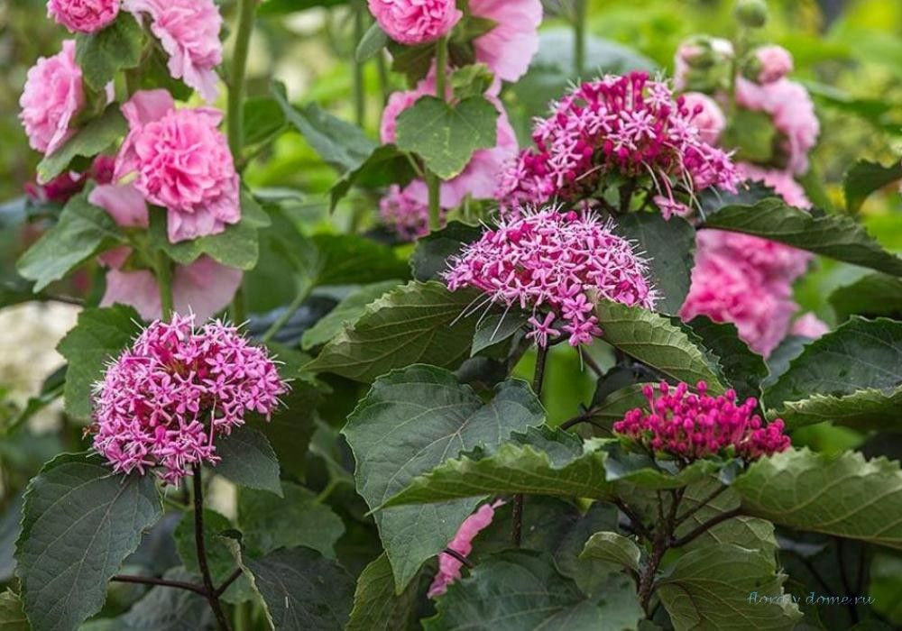 Семена Клеродендрон Бунге (Clerodendron bungei) 5 шт. #1