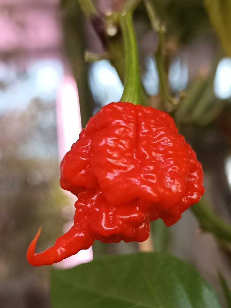 Семена Острый перец Carolina Reaper red (Каролина рипер красный), 5 штук  #1