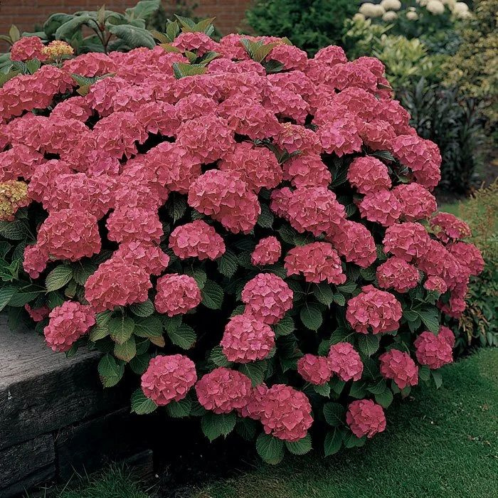 Видовое разнообразие и биологические особенности астильбы - Садоводка Jardín de 