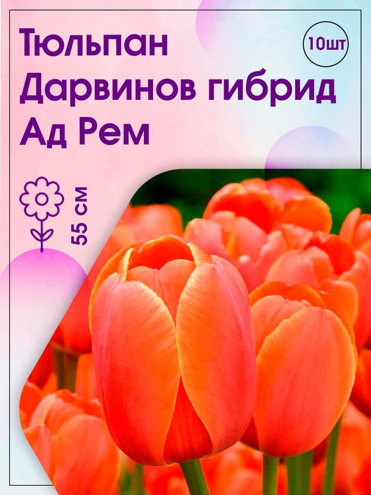 Агрохолдинг Поиск, Тюльпан Дарвинов гибрид Ад Рем 11-12 К, 10 шт+ПОДАРОК  #1